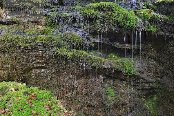 Wasserfall am Großen Arbersee  Bayerischer Wald  Bayern  Deutschland