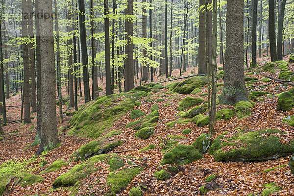 Natürlicher Mischwald im Frühling  Nationalpark Bayerischer Wald  Bayern  Deutschland