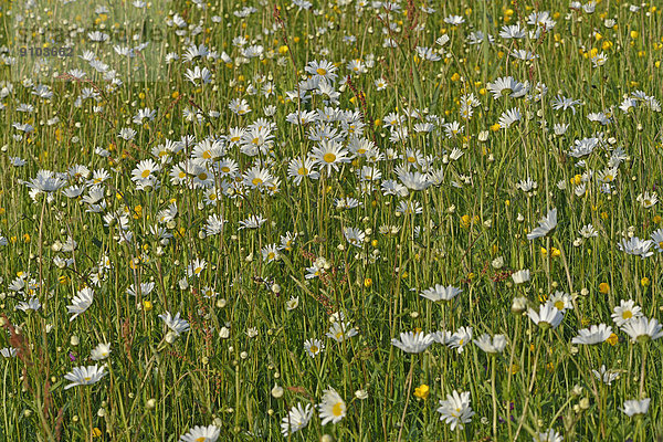 Blumenwiese mit Magerwiesen-Margeriten (Leucanthemum vulgare) und Scharfem Hahnenfuß (Ranunculus acris)  Texel  Nordholland  Niederlande