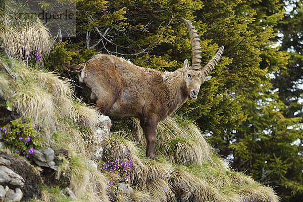 Alpensteinbock (Capra ibex)  im steilen Gelände stehend  Berner Oberland  Schweiz