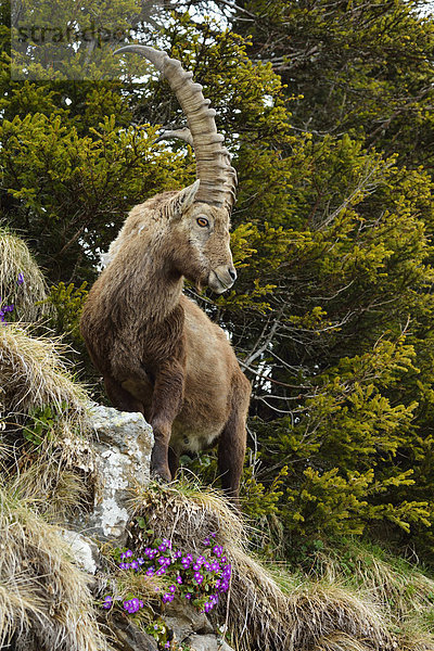 Alpensteinbock (Capra ibex)  im steilen Gelände stehend  Berner Oberland  Schweiz