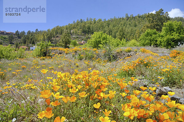 Mohnblüten  Kalifornischer Mohn (Eschscholtzia california) auf Brache im Blumendorf Vilaflor  Teneriffa  Kanarische Inseln  Spanien