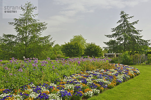 Park der Gärten  Stiefmütterchen (Viola tricolor)  Zierlauch (Allium giganteum)  Bad Zwischenahn  Niedersachsen  Deutschland