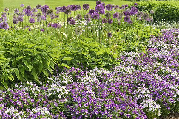 Park der Gärten  Zierlauch (Allium giganteum)  Hornveilchen (Viola cornuta)  Bad Zwischenahn  Niedersachsen  Deutschland