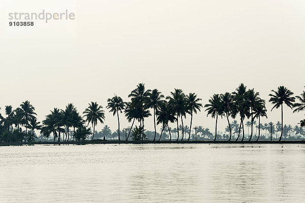 Typische Landschaft mit Palmen  Kerala Backwaters  Alappuzha  Kerala  Indien