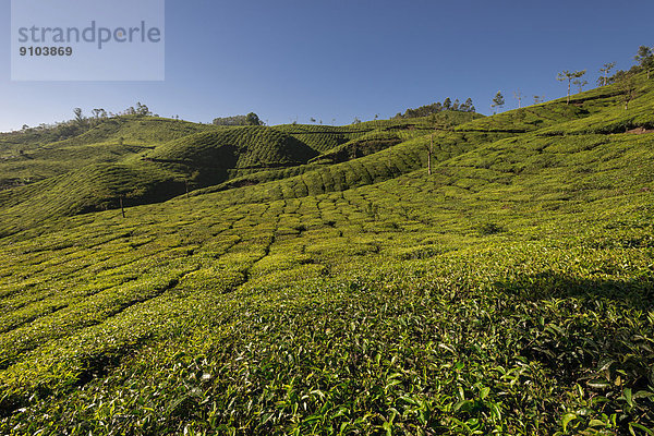 Teeplantagen mit blauem Himmel  1600m  Munnar  Kerala  Westghats-Gebirge  Indien