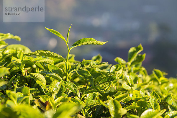 Teepflanzen auf einer Teeplantage  Munnar  Kerala  Westghats-Gebirge  Indien