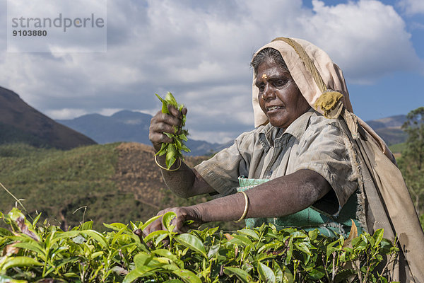 Teeblatt aufheben Indien Kerala Tee Teeplantage