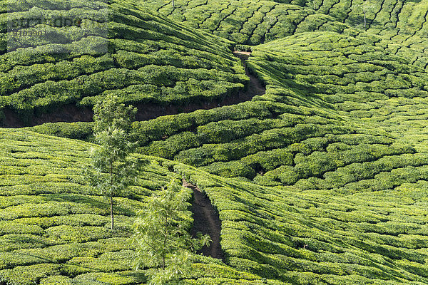 Teeplantagen  1600m  Munnar  Kerala  Westghats-Gebirge  Indien