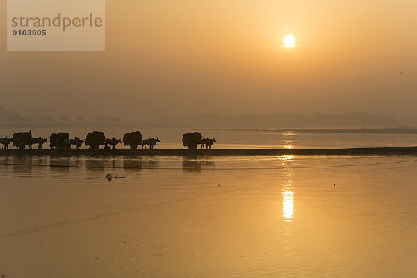 Ochsenkarren überqueren den Yamuna auf einem Damm bei Sonnenaufgang  Vrindavan  Uttar Pradesh  Indien