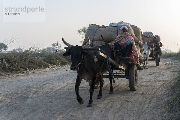 Ochsenkarren auf einer Straße am Morgen  Vrindavan  Uttar Pradesh  Indien