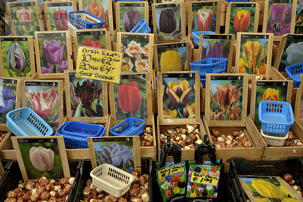 Tulpenzwiebeln auf dem traditionellen Blumenmarkt  Amsterdam  Holland  Niederlande