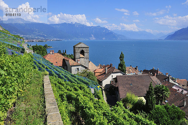 Wein über Produktion Tal See Dorf Ansicht Genf Rhone schweizerisch Schweiz Kanton Waadt