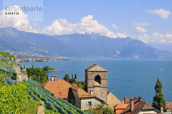 Wein über Produktion See Dorf Ansicht Genf Lausanne Schweiz Kanton Waadt
