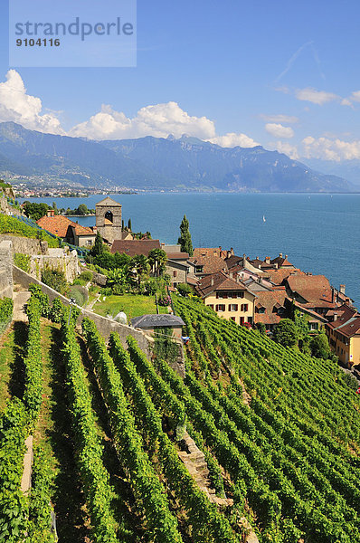 Wein über Produktion See Dorf Ansicht Genf Lausanne Schweiz Kanton Waadt