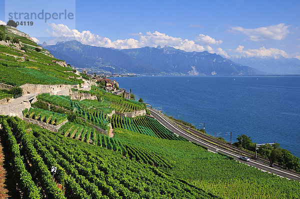 über See Ansicht Weinberg Genf Lausanne Schweiz Kanton Waadt