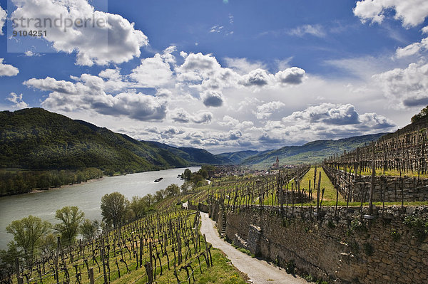 Landschaft bei Weißenkirchen in der Wachau  Wachau  Niederösterreich  Österreich