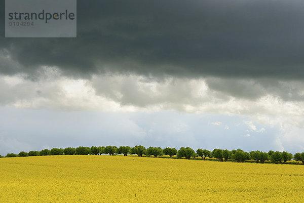 Dunkle Stratocumulus-Wolken über einem Rapsfeld und einer Baumreihe  Mecklenburg-Vorpommern  Deutschland