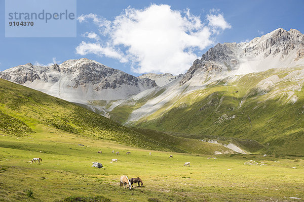 Weidevieh an der Alp Astras  Val S-charl  Schweizerischer Nationalpark  Graubünden  Schweiz