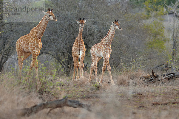 Giraffen (Giraffa camelopardalis)  Kälber unterwegs in der Savanne  am Abend  Krüger-Nationalpark  Republik Südafrika