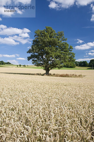 Baum in Getreidefeld  Schwäbische Alb  Baden-Württemberg  Deutschland