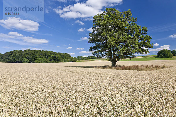 Baum in Getreidefeld  Schwäbische Alb  Baden-Württemberg  Deutschland