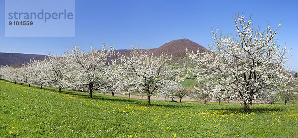 Obstbaumblüte im Neidlinger Tal  Schwäbische Alb  Baden-Württemberg  Deutschland