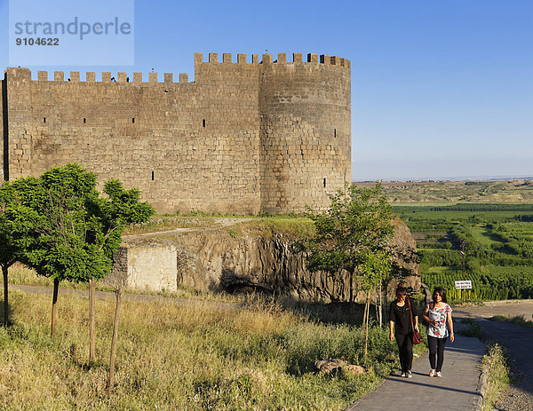 Truthuhn  Stadtmauer  Anatolien  Türkei