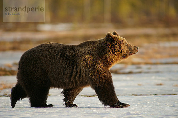 Braunbär (Ursus arctos)  Karelien  Finnland