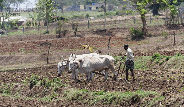 Indischer Bauer pflügt Feld mit Ochsengespann  Nagarhole-Nationalpark  Karnataka  Indien