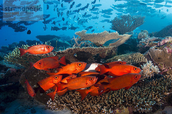 Mondschein Schwanz Tierschwanz Pazifischer Ozean Pazifik Stiller Ozean Großer Ozean Palau Riff Fischschwarm