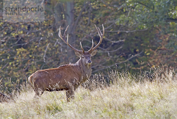 Rothirsch (Cervus elaphus)  Dänemark