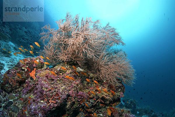 schwarz Malediven Indischer Ozean Indik Riff