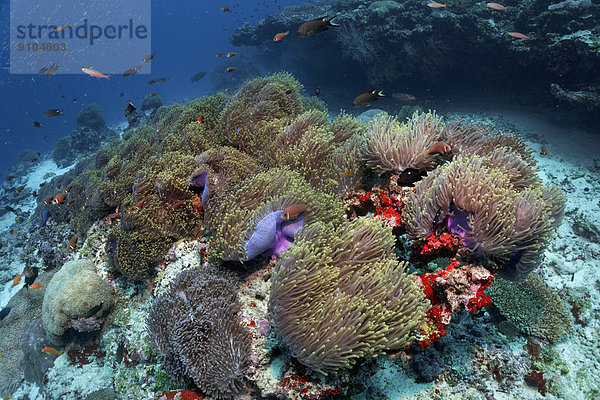 Korallenriff großflächig bewachsen mit Prachtanemonen  (Heteractis magnifica)  Lhaviyani-Atoll  Indischer Ozean  Malediven