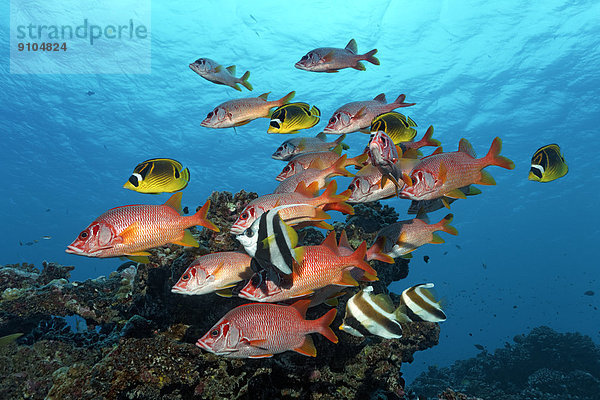 Soldatenfisch frontal schwimmen Stachel Australien Pazifischer Ozean Pazifik Stiller Ozean Großer Ozean Queensland Riff