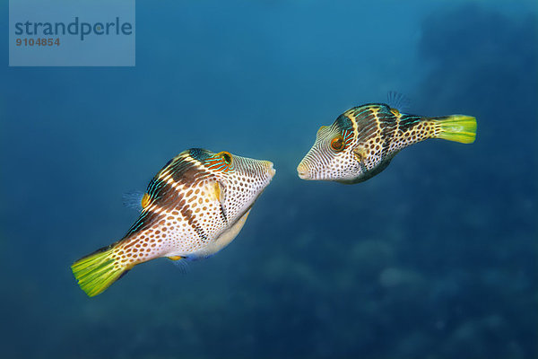 Sattel-Spitzkopfkugelfische (Canthigaster valentini)  balzend  Great Barrier Reef  UNESCO-Weltnaturerbe  Pazifik  Queensland  Australien
