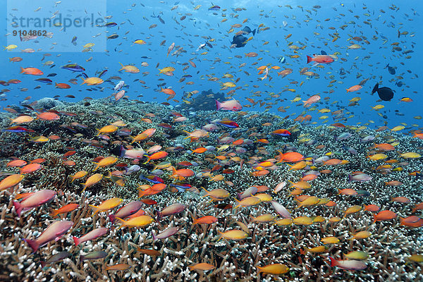 Großes Barriereriff great barrier reef Australien Pazifischer Ozean Pazifik Stiller Ozean Großer Ozean Queensland