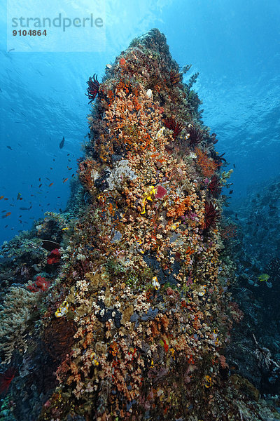 Aufragendes Korallenriff mit dichtem Bewuchs an niederen Tieren  Great Barrier Reef  UNESCO-Weltnaturerbe  Pazifik  Queensland  Australien