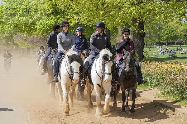 Gruppe von Reitern  Reitweg im Hyde Park  London  Region London  England  Großbritannien