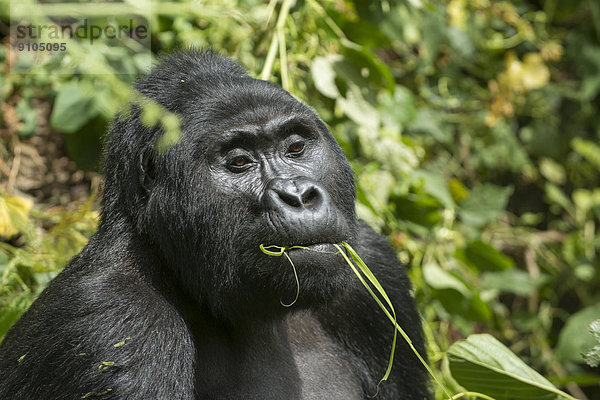 Berggorilla (Gorilla beringei beringei)  Männchen beim Fressen  Bwindi-Impenetrable-Nationalpark  Uganda