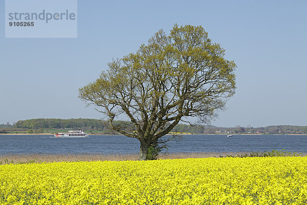 'Rapsfeld  hinten der Raddampfer ''Schlei Princess''  bei Bienebek  Thumby  Ostseefjord Schlei  Schleswig-Holstein  Deutschland'