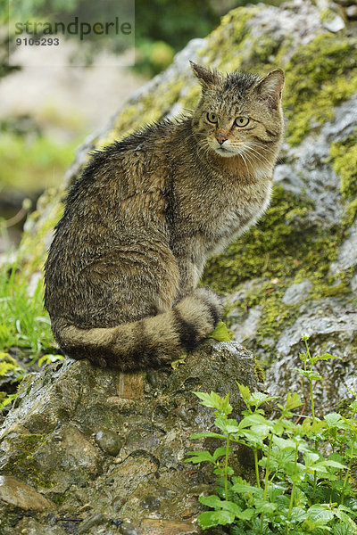sitzend Wildkatze Felis silvestris europäisch eingießen einschenken Regen Gefangenschaft Schweiz