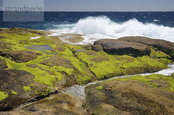 Brandung an von grünen Algen bewachsenen Lavafelsen  Playa Paraiso  Adeje  Teneriffa  Kanarische Inseln  Spanien