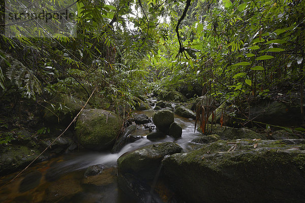 Ein Bachlauf im Regenwald  Marojejy Nationalpark  Madagaskar
