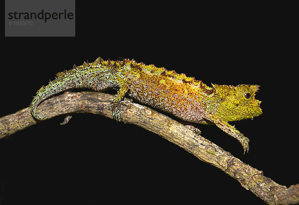 Erdchamäleon oder Stummelschwanzchamäleon (Brookesia vadoni)  im Regenwald  Marojejy Nationalpark  Region Sava  Madagaskar