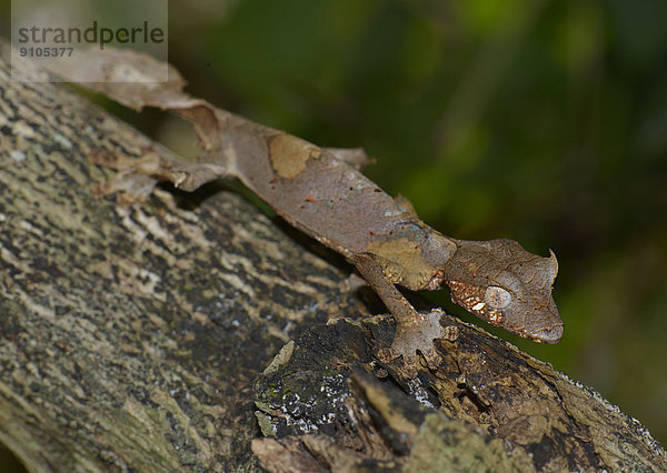 Gespenst-Plattschwanzgecko (Uroplatus phantasticus)  Nationalpark Ranomafana  Provinz Fianarantsoa  Madagaskars