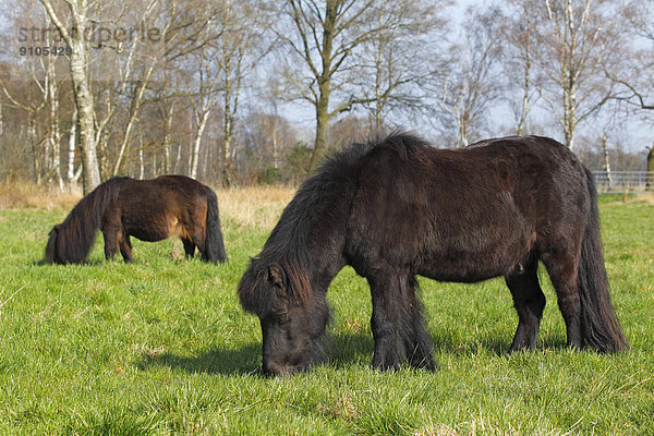 Shetlandpony und dahinter ein Mini-Shetlandpony  Schleswig-Holstein  Deutschland