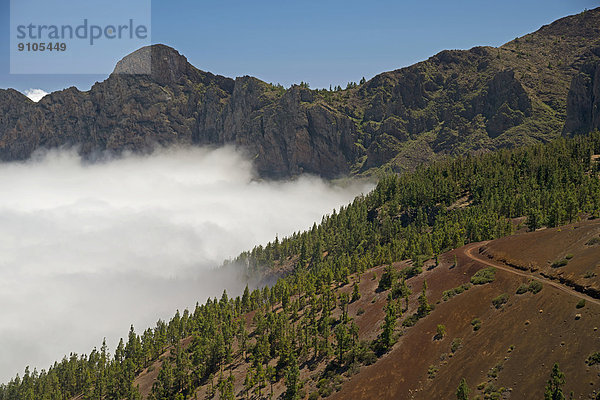 Kiefernwald  Kanarische Kiefern (Pinus canariensis)  Passatwolken  Teide-Nationalpark  UNESCO-Weltnaturerbe  Teneriffa  Kanaren  Spanien