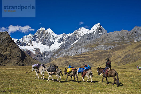 Einheimische reitet auf einem Maultier und treibt vier Lastesel über eine Bergwiese  hinten die schneebedeckten Berge Jirishanca und Ninashanca  Gebirgszug Cordillera Huayhuash  Nordperu  Peru