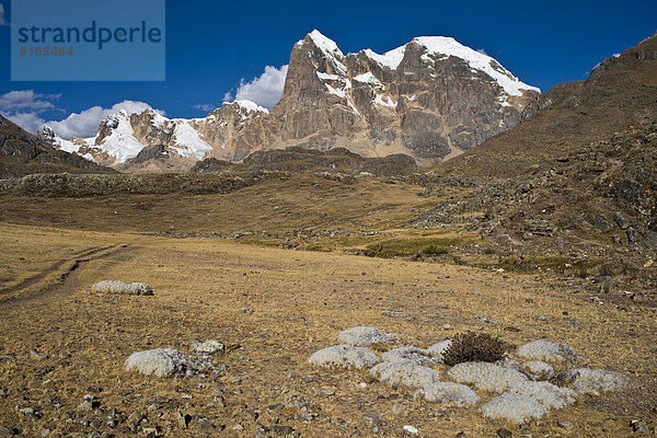 Greisenhaupt-Kakteen (Cephalocereus senilis) in einem Hochtal  hinten schneebedeckte Berge  Gebirgszug Cordillera Huayhuash  Nordperu  Peru